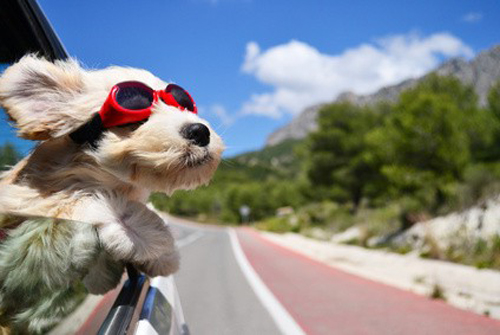 Chien à lunettes la tête à la fenêtre d’une voiture